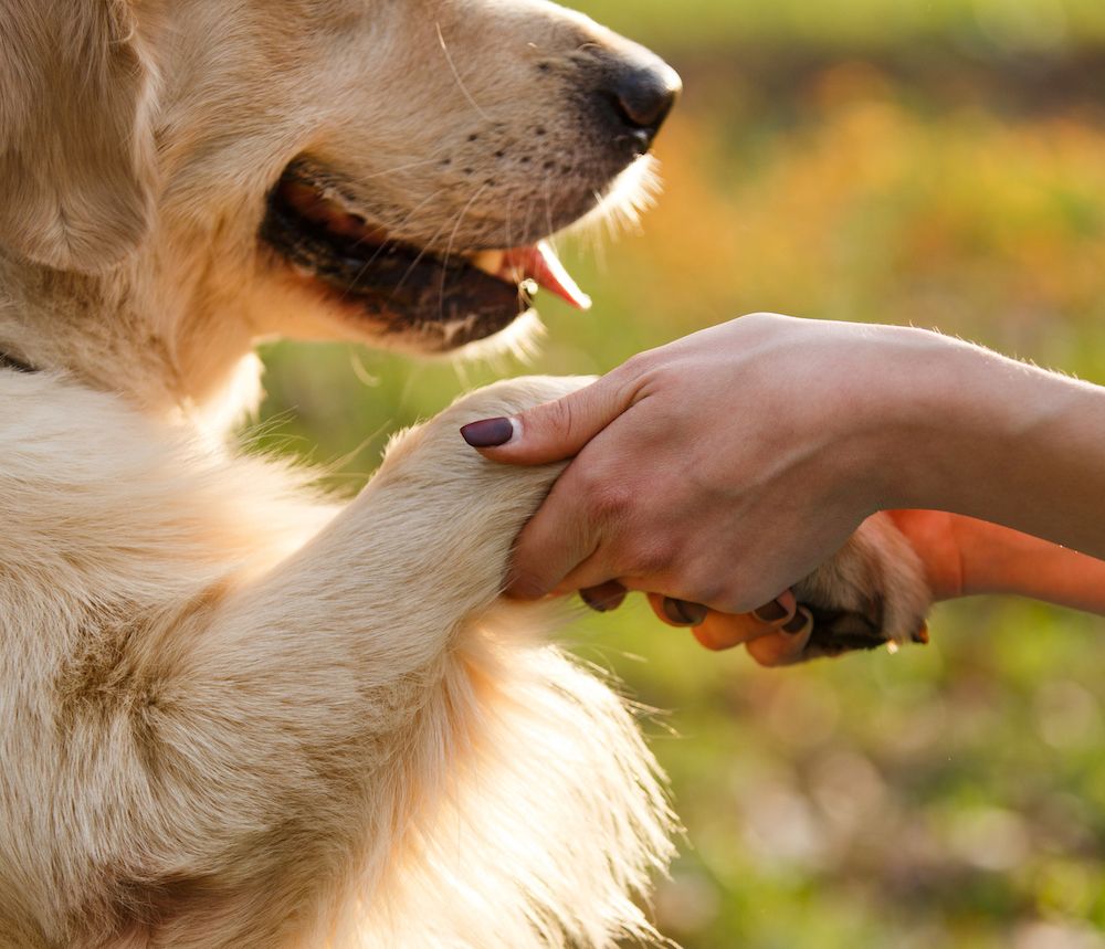 Will the Real Dog People Please Stand Up?